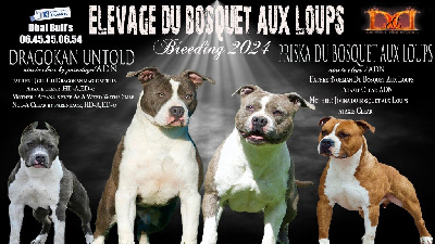 Du Bosquet Aux Loups - American Staffordshire Terrier - Portée née le 18/10/2024