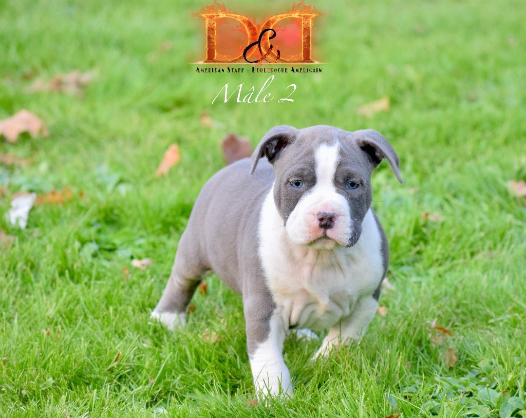 Du Bosquet Aux Loups - Chiot disponible  - American Staffordshire Terrier