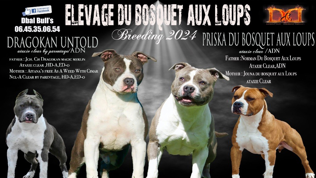 chiot American Staffordshire Terrier Du Bosquet Aux Loups