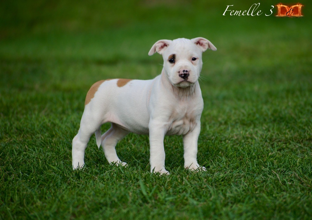 Du Bosquet Aux Loups - Chiot disponible  - American Staffordshire Terrier