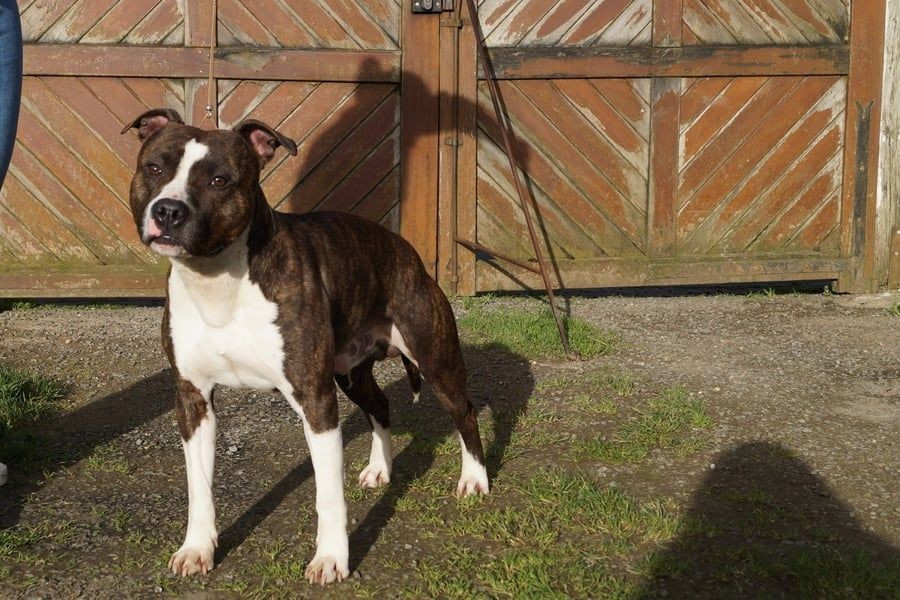 Tell me more t-bag Du Bosquet Aux Loups