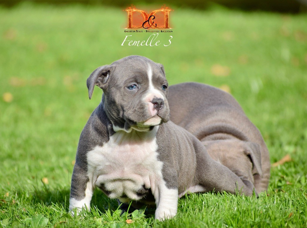 Femelle 3 
