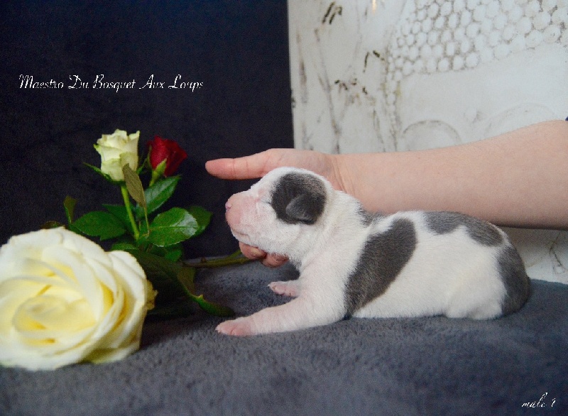 Du Bosquet Aux Loups - American Staffordshire Terrier - Portée née le 18/02/2016